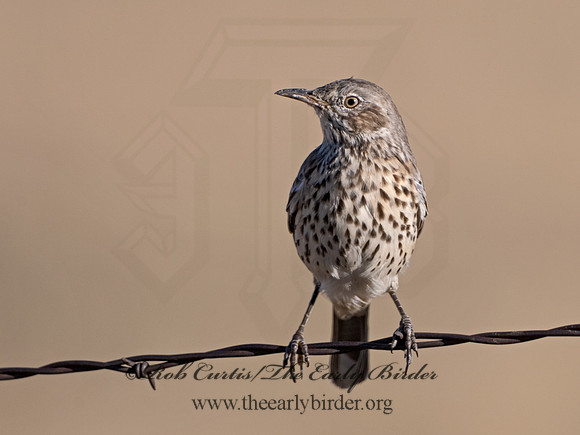 Oreoscoptes montanus  SAGE THRASHER 3025810