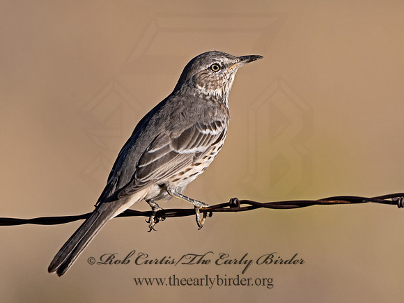 Oreoscoptes montanus  SAGE THRASHER 3025803