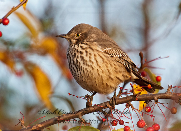 Oreoscoptes montanus  SAGE THRASHER 8027153