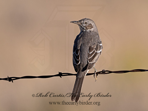Oreoscoptes montanus  SAGE THRASHER 3025801