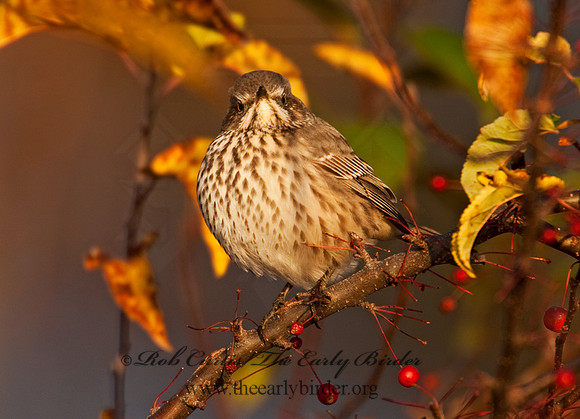 Oreoscoptes montanus  SAGE THRASHER 8027158