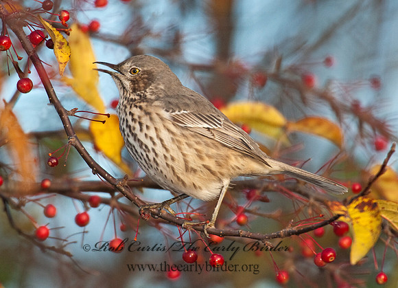 Oreoscoptes montanus  SAGE THRASHER 8027155