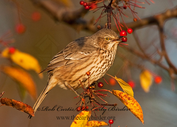 Oreoscoptes montanus  SAGE THRASHER 8027161