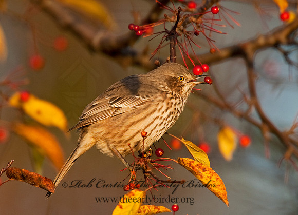 Oreoscoptes montanus  SAGE THRASHER 8027163