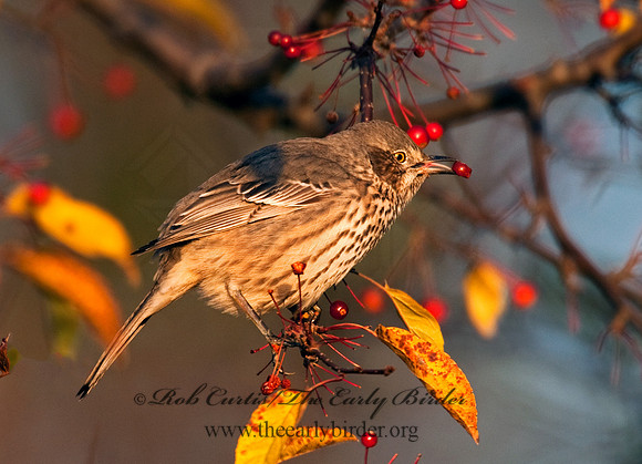 Oreoscoptes montanus  SAGE THRASHER 8027165
