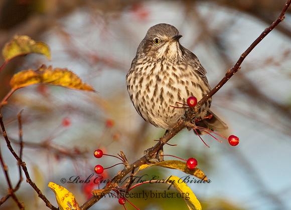 Oreoscoptes montanus  SAGE THRASHER 8027171