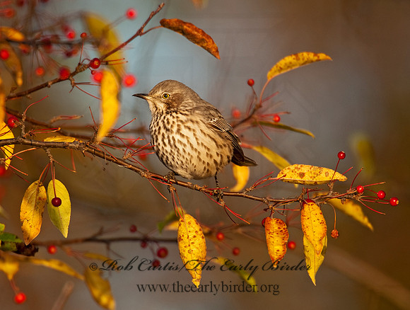 Oreoscoptes montanus  SAGE THRASHER 8027170
