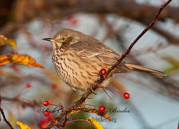 Oreoscoptes montanus  SAGE THRASHER 8027172