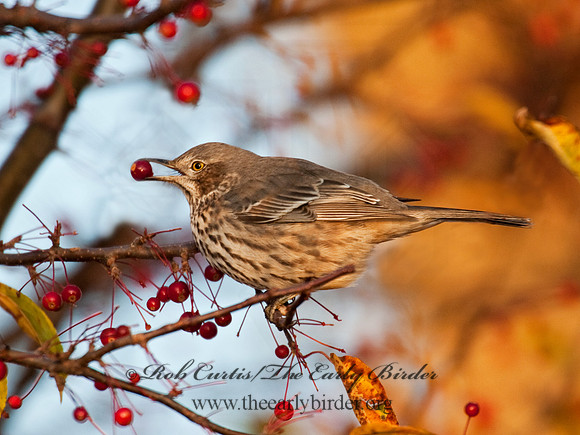 Oreoscoptes montanus  SAGE THRASHER 8027175