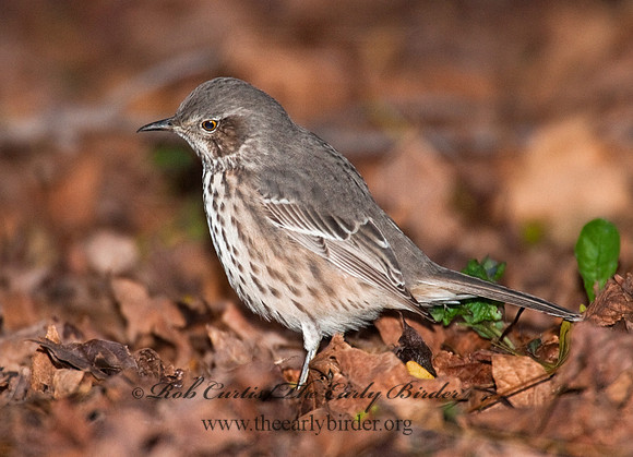 Oreoscoptes montanus  SAGE THRASHER 8027179