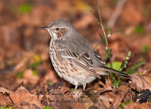 Oreoscoptes montanus  SAGE THRASHER 8027180