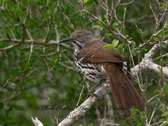 Toxostoma longirostre  LONG-BILLED THRASHER 3030775