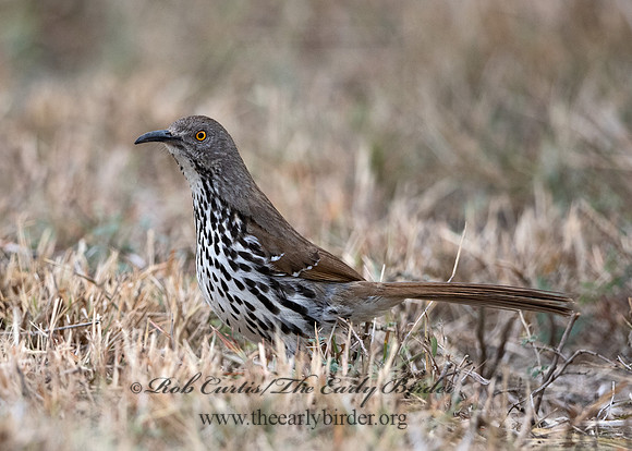 Toxostoma longirostre  LONG-BILLED THRASHER 3030782