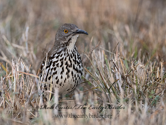 Toxostoma longirostre  LONG-BILLED THRASHER 3030785