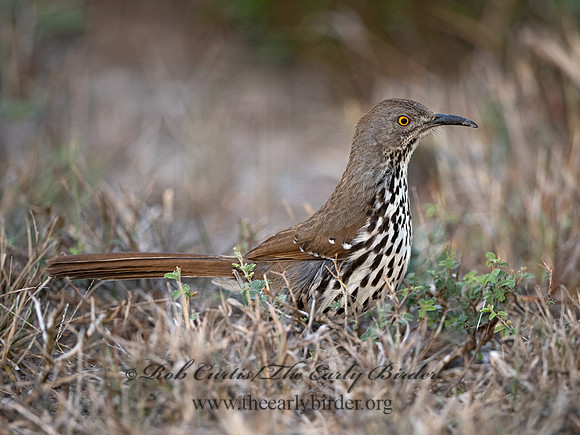 Toxostoma longirostre  LONG-BILLED THRASHER 3030786