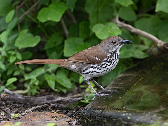 Toxostoma longirostre  LONG-BILLED THRASHER 3031013