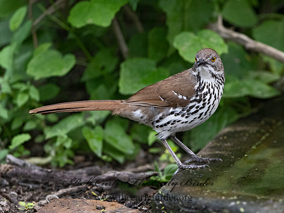 Toxostoma longirostre  LONG-BILLED THRASHER 3031015