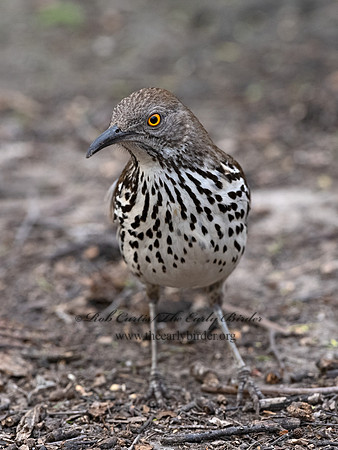 Toxostoma longirostre  LONG-BILLED THRASHER 3031025