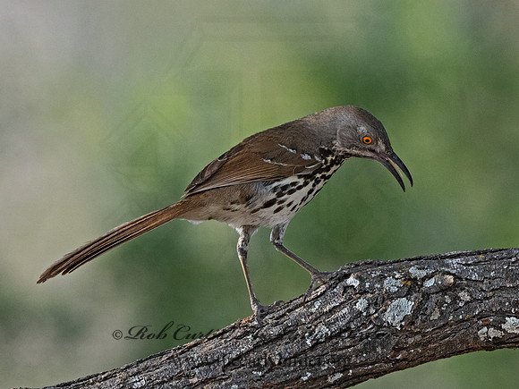 Toxostoma longirostre  LONG-BILLED THRASHER 3032774