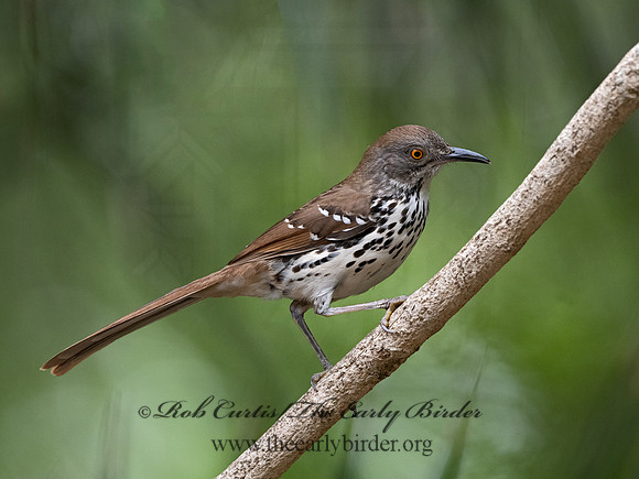 Toxostoma longirostre  LONG-BILLED THRASHER 3031188-