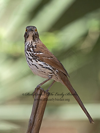 Toxostoma longirostre  LONG-BILLED THRASHER 3031463-