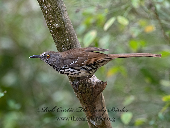 Toxostoma longirostre  LONG-BILLED THRASHER 3031249-