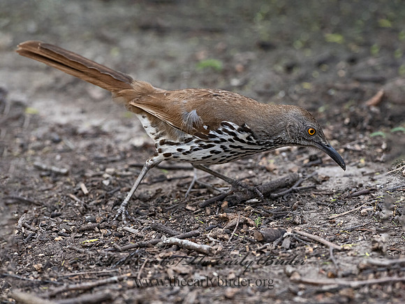 Toxostoma longirostre  LONG-BILLED THRASHER 3031021-