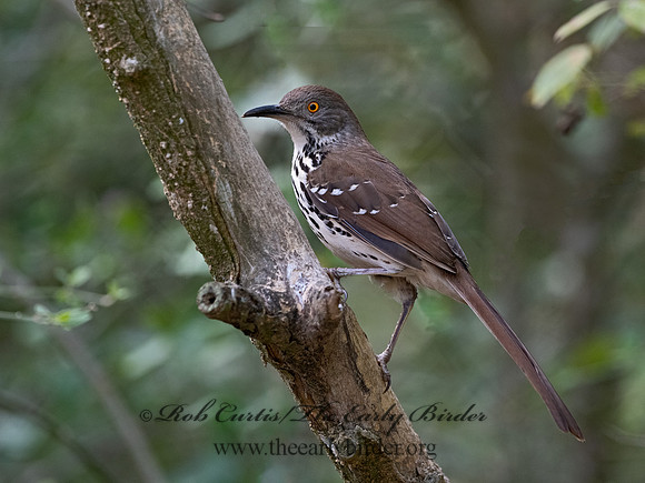 Toxostoma longirostre  LONG-BILLED THRASHER 3031214-