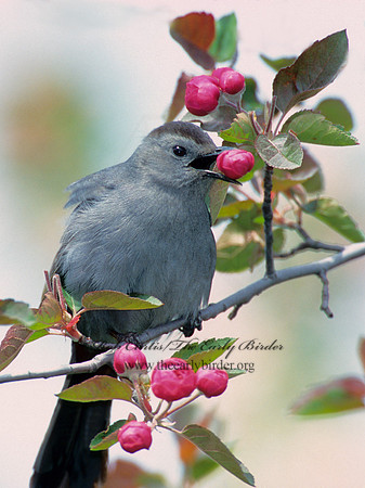 Dumetella carolinensis  GRAY CATBIRD 1271726