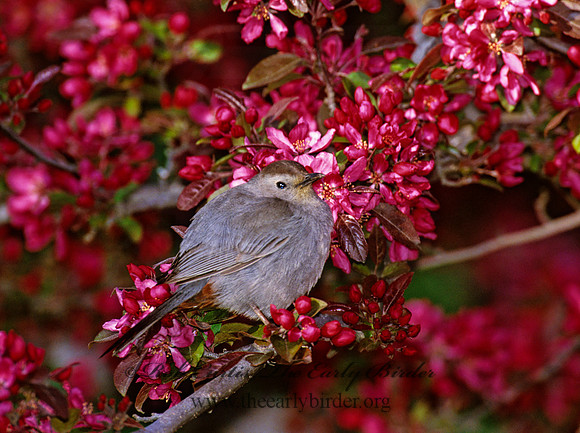 Dumetella carolinensis  GRAY CATBIRD 1271826