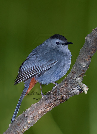 Dumetella carolinensis  GRAY CATBIRD 6005901