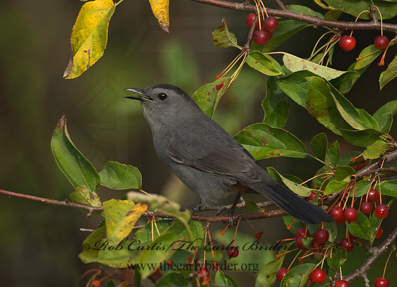 Dumetella carolinensis  GRAY CATBIRD 7012894