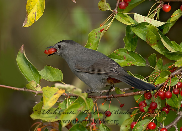 Dumetella carolinensis  GRAY CATBIRD 7012893