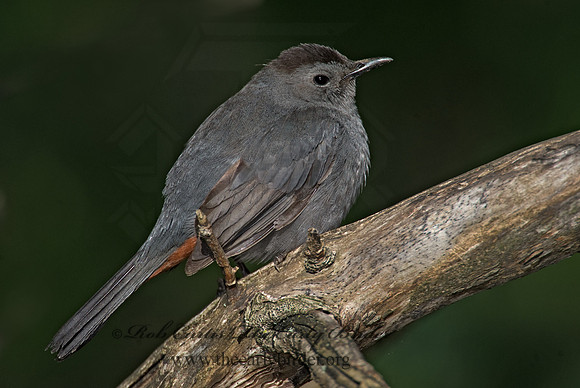 Dumetella carolinensis  GRAY CATBIRD 8002786