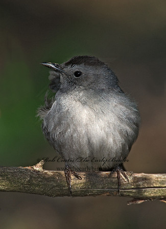 Dumetella carolinensis  GRAY CATBIRD 8002791