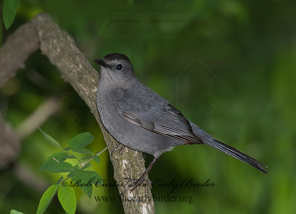 Dumetella carolinensis  GRAY CATBIRD 8003480