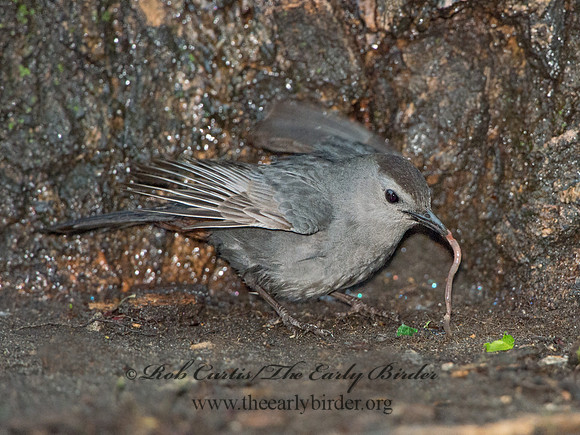 Dumetella carolinensis  GRAY CATBIRD 9029438