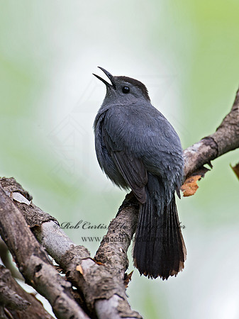 Dumetella carolinensis  GRAY CATBIRD 9011811