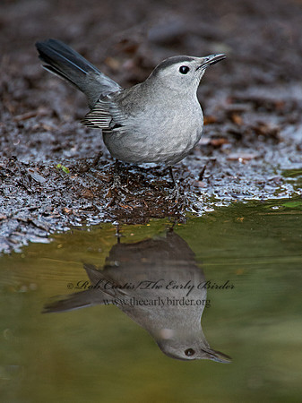 Dumetella carolinensis  GRAY CATBIRD 9005401
