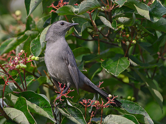 Dumetella carolinensis  GRAY CATBIRD 1306031