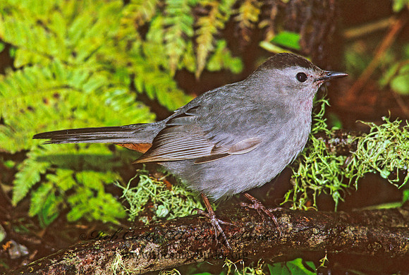 Dumetella carolinensis  GRAY CATBIRD 165811