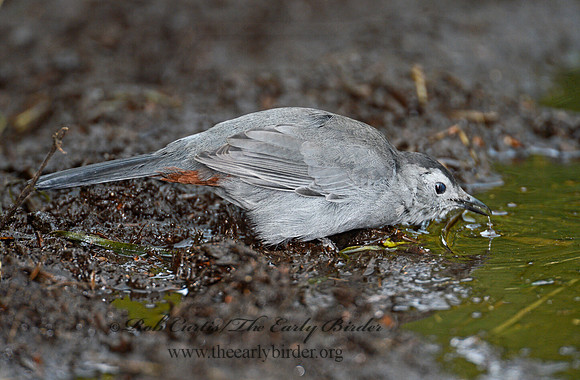 Dumetella carolinensis  GRAY CATBIRD 9004306-1