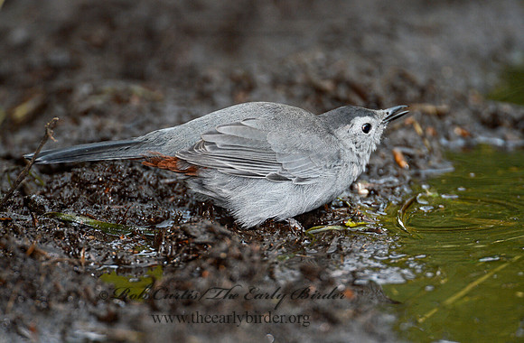 Dumetella carolinensis  GRAY CATBIRD 9004307-1