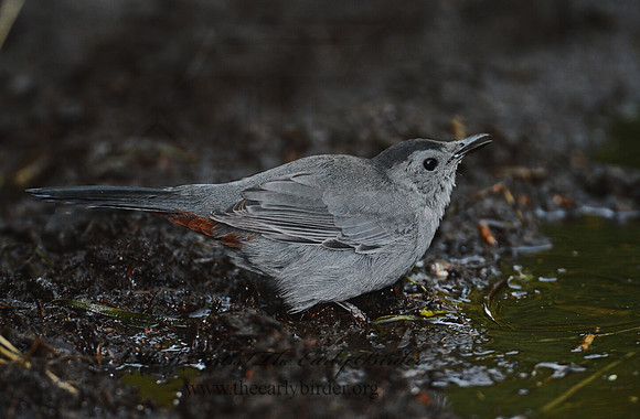 Dumetella carolinensis  GRAY CATBIRD 9004309