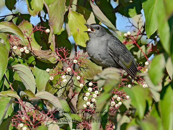 Dumetella carolinensis  GRAY CATBIRD 9015102