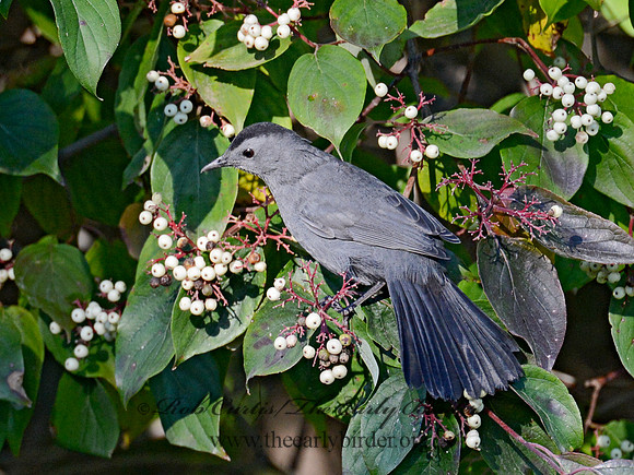 Dumetella carolinensis  GRAY CATBIRD 9015096