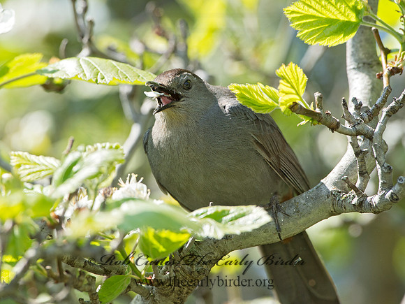 Dumetella carolinensis  GRAY CATBIRD 9045726
