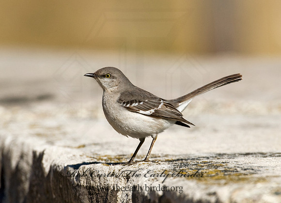 Mimus polyglottos  NORTHERN MOCKINGBIRD 7015937