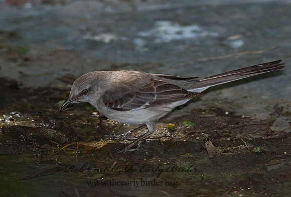 Mimus polyglottos  NORTHERN MOCKINGBIRD 7005808