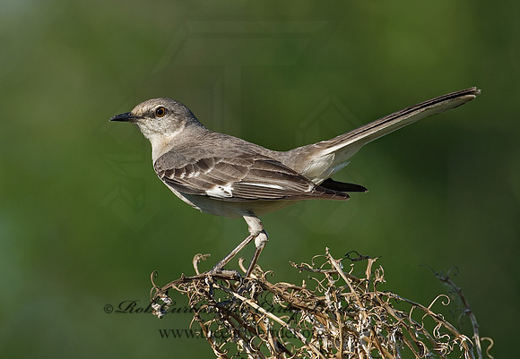 Mimus polyglottos  NORTHERN MOCKINGBIRD 7005765